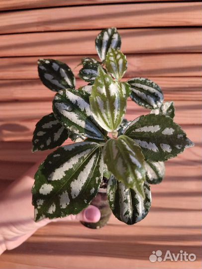 Пилея Кадье