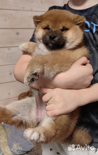 Щенки сиба ину