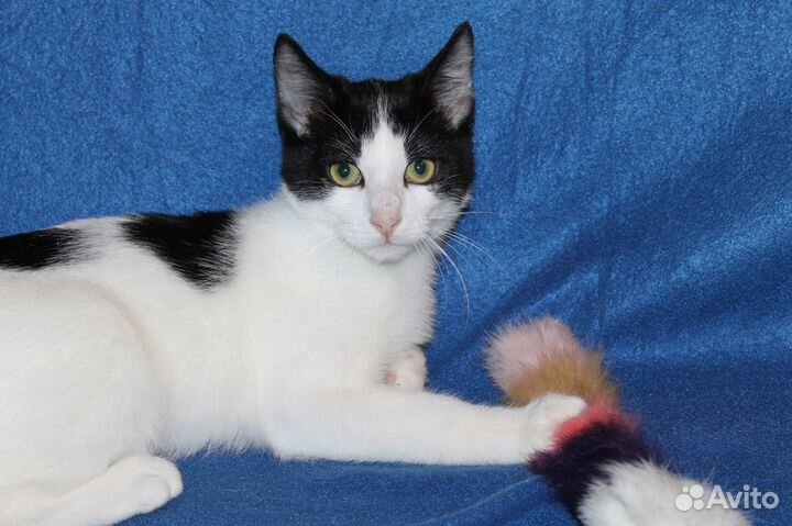 Котёнок-подросток Гек ищет дом