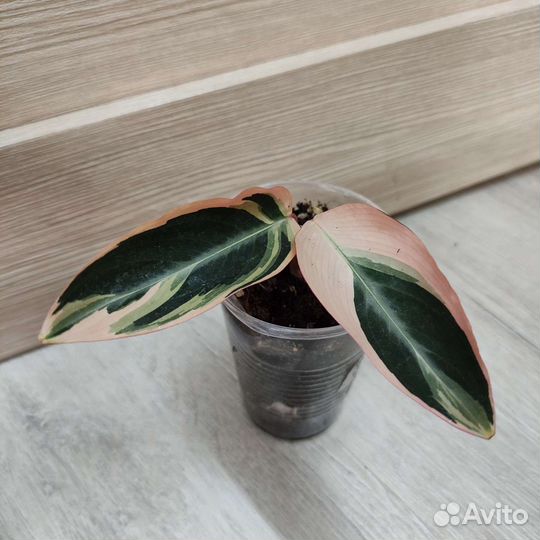 Калатея Триостар