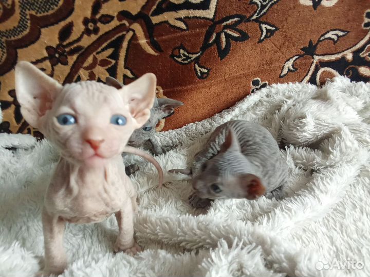 Котята сфинкс