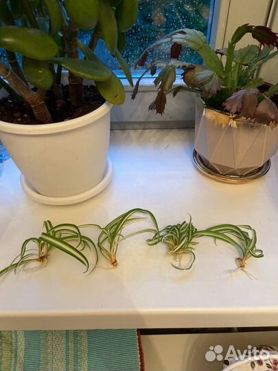 Хлорофитум