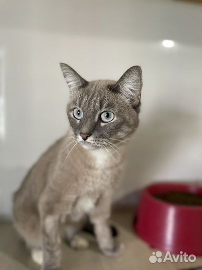 Стеснительная кошечка из приюта