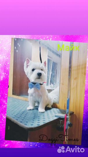 Груминг (стрижка и уход за животными) Пашино