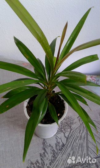 Пальма драцена