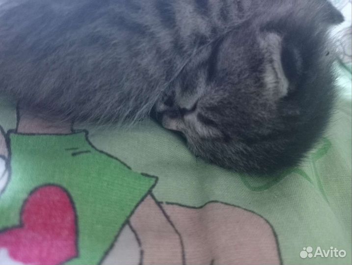 Котята в добрые руки бесплатно