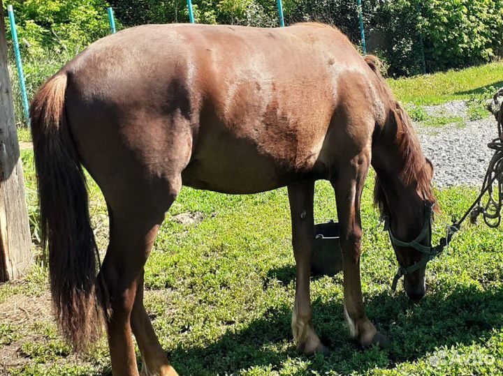 Лошади жеребята