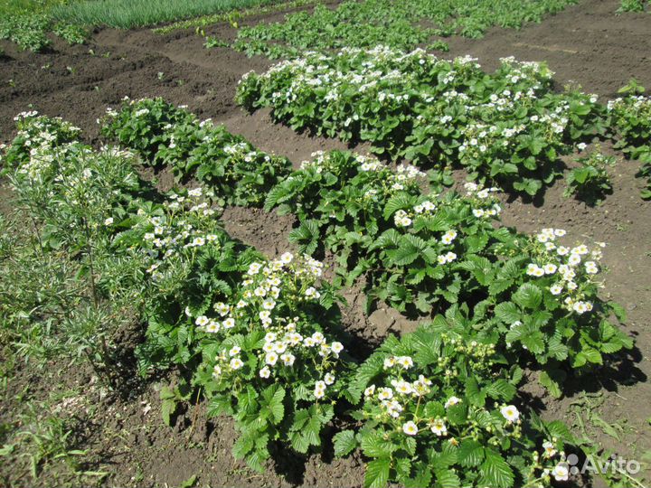 Рассада земклубники Раиса