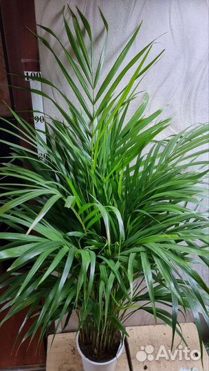 Пальма Арека 17/110-120