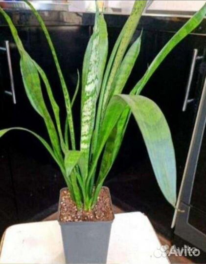 Цветы комнатные