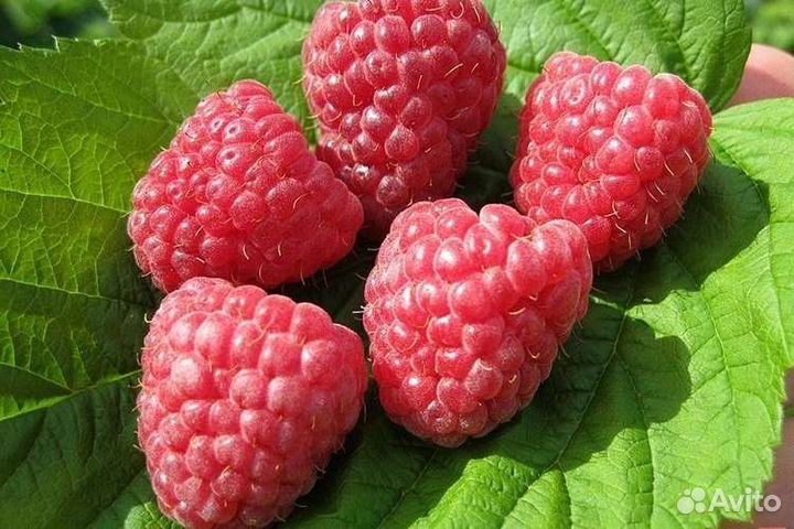 Малина саженцы