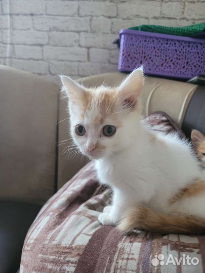 Рыжий котенок мальчик