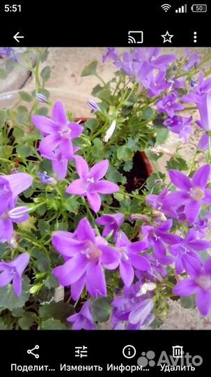 Кампанула, бегония глуар де лоррен