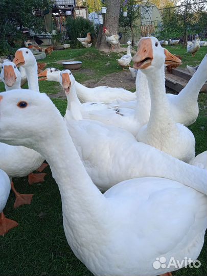 Инкубационное яйцо гусей,кур и уток