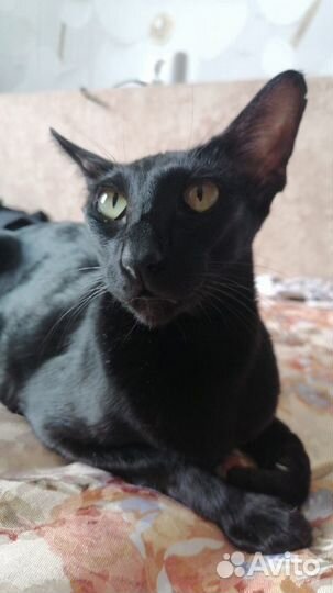 Ориентальные котята