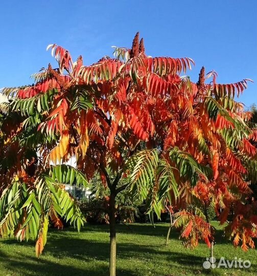 Сумах, абхазская пальма, уксусное дерево