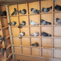 Николаевские голуби