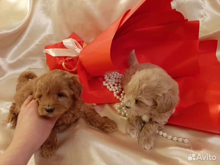 Мальтипу f1 по корейскому типу. Пуделя той ред