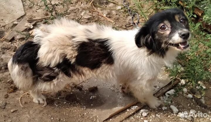 Небольшая собачка Нора в хорошие руки бесплатно