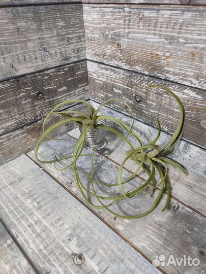 Тилландсии атмосферные