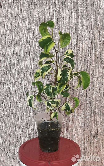 Фикус и Мирт