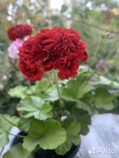 Герань пеларгония