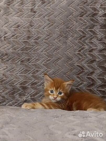 Котята мейн-кун