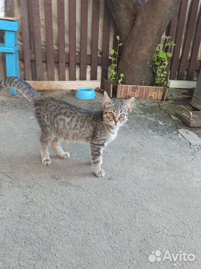 Котята в добрые руки девочки