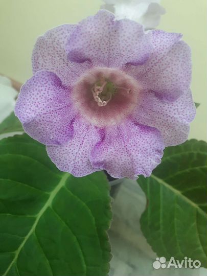 Глоксиния цветущая