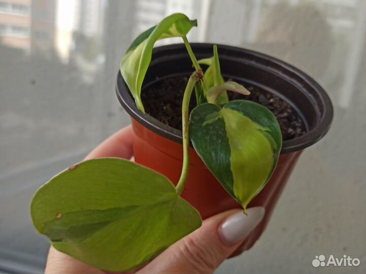 Филодендрон Бразилия