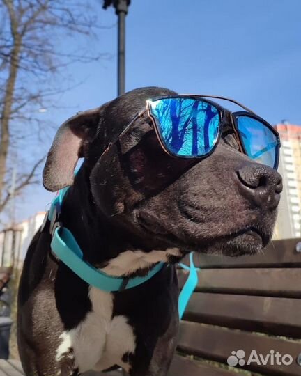 Пума ищет дом