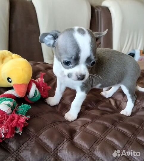 Девочки чихуахуа мини
