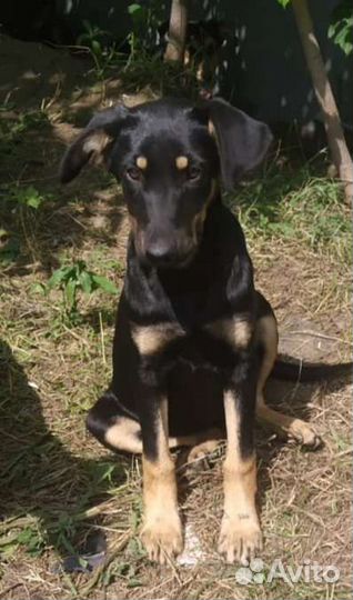 Собака в добрые руки щенок