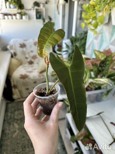 Филодендрон Билли минт/серо-голубой