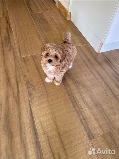 Мальтипу мини f1