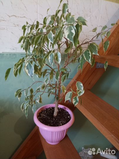 Фикус вариегатный Твайлайт