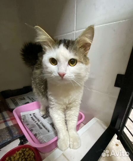 Кот в добрые руки