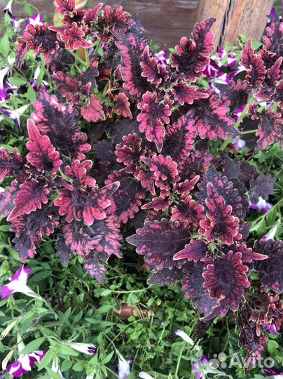 Колеусы вегетативные