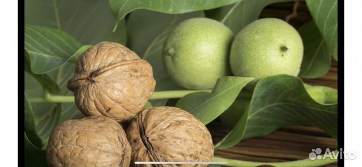 Грецкий орех, семена и саженцы обычные и крупные