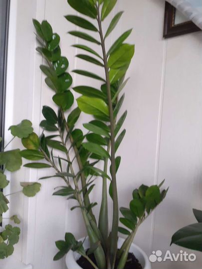 Фикус бенджамина
