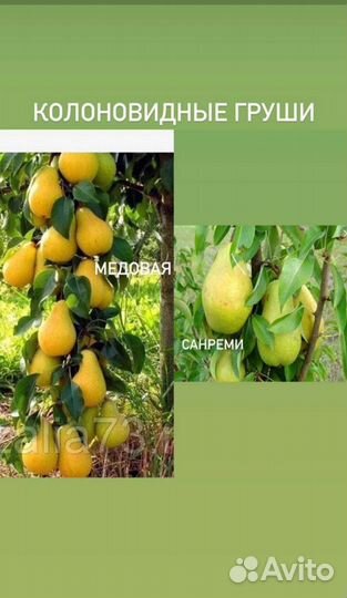 Колоновидные саженцы груши и яблони