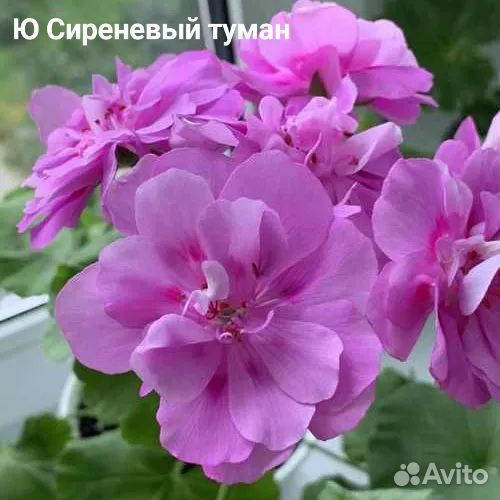 Пеларгония