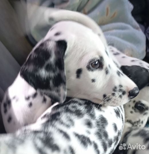 Щенки далматина