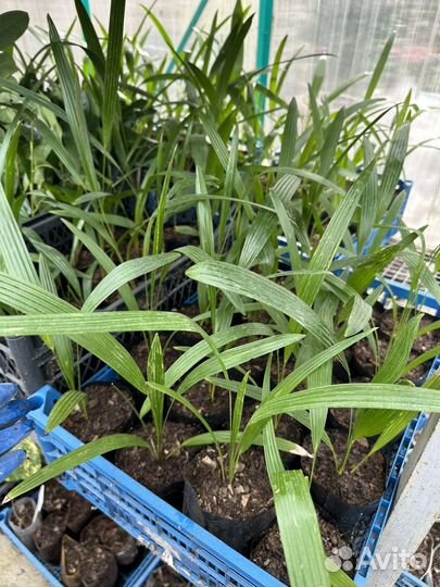 Пальма веерная