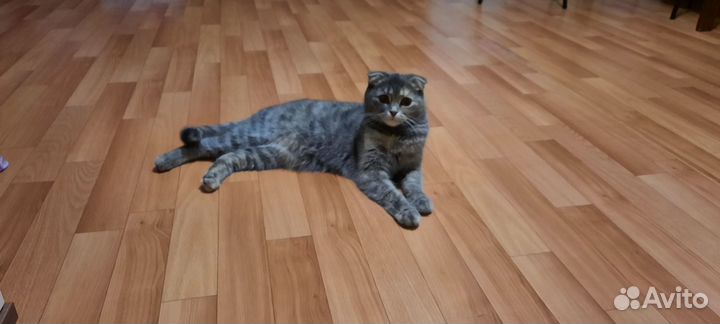 Шотландская кошка