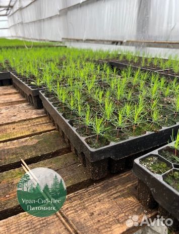 Сеянцы зкс Сосна Ель Лиственница окс Голуб Горн