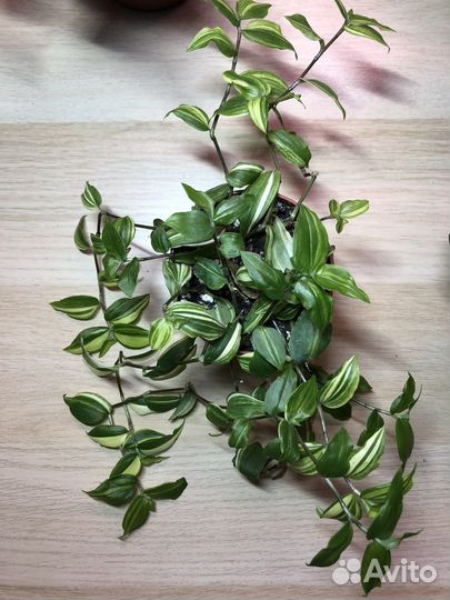 Традесканция