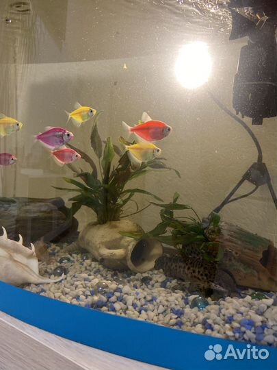 Аквариум с рыбками