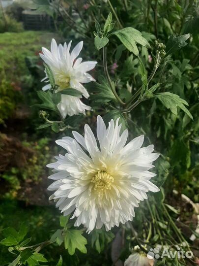 Хризантемы, вербейники