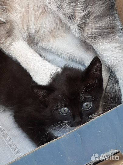 Котенок девочка